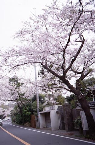 鎌倉山の桜
