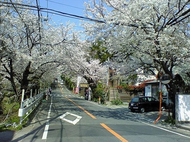 鎌倉山桜