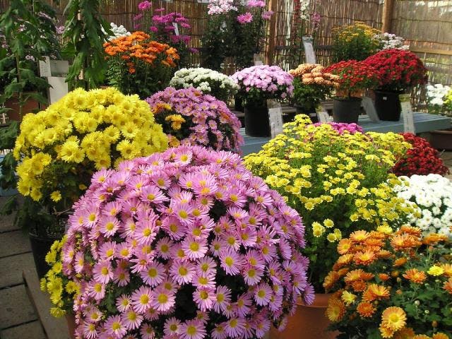 神奈川県菊花大会