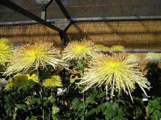 神奈川県菊花大会 アソビュー