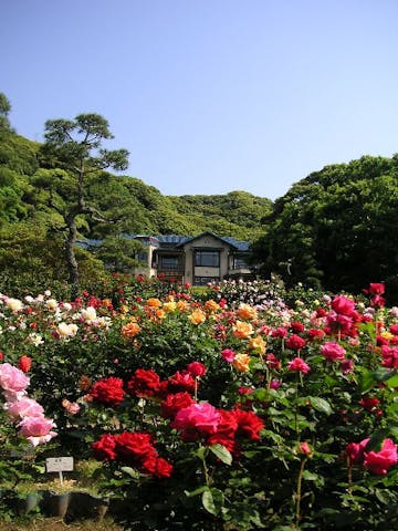 鎌倉文学館「バラまつり」
