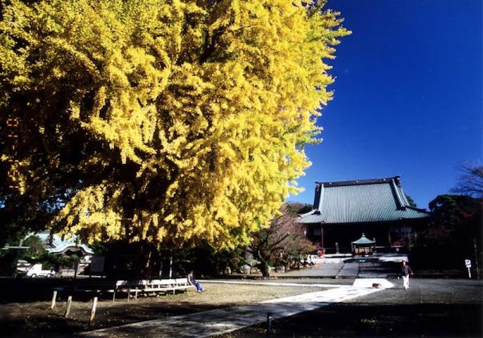 2020年未定　遊行寺の一ツ火