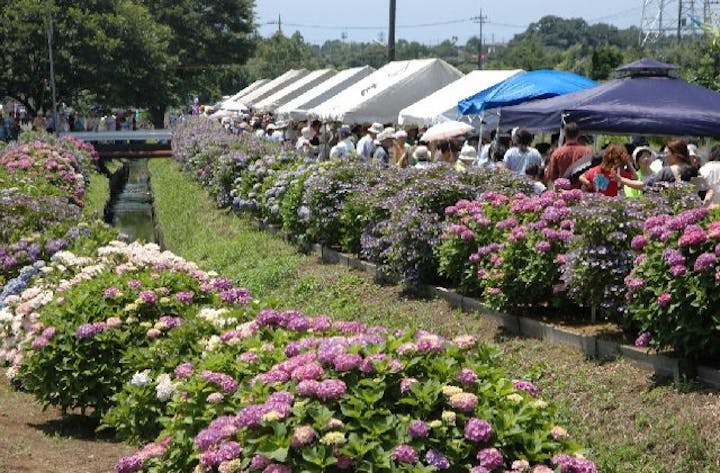 2020年中止　遠藤あじさいまつり