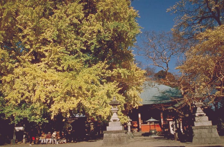 勝福寺の大イチョウ