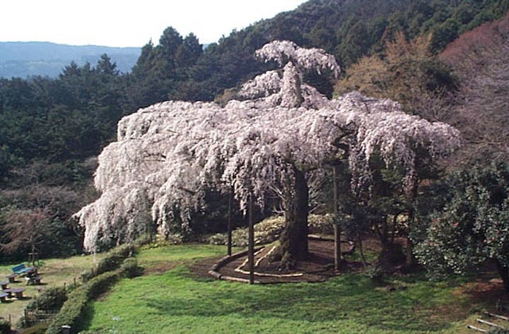 長興山のしだれ桜