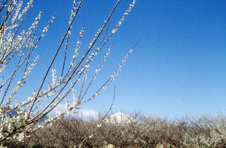 小田原梅まつり