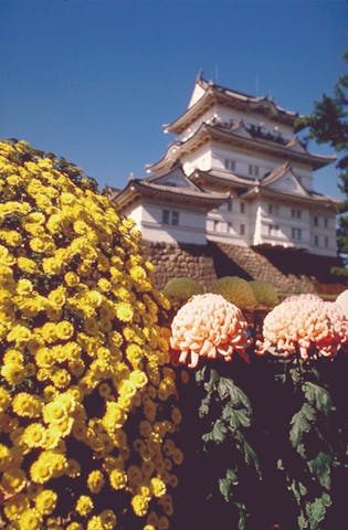 小田原城菊花展