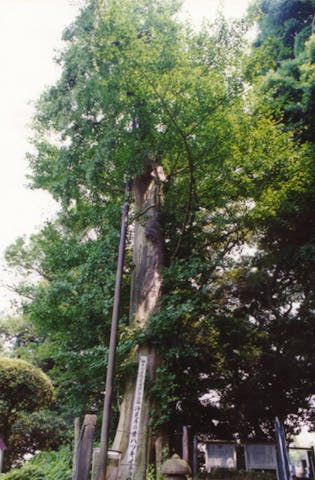 浄見寺のオハツキイチョウ