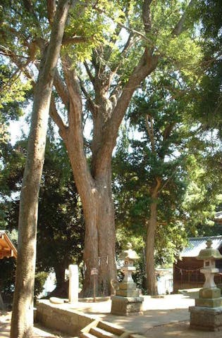 五霊神社の大イチョウと周辺の樹木
