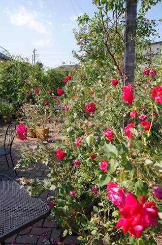 栗の里ローズガーデン