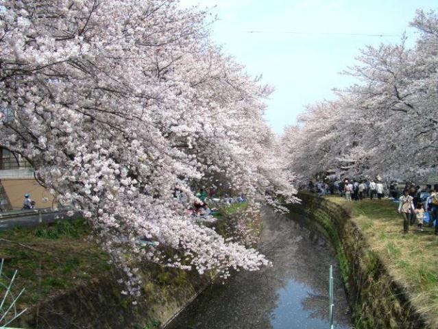 【2021年は開催中止】千本桜さくら祭り
