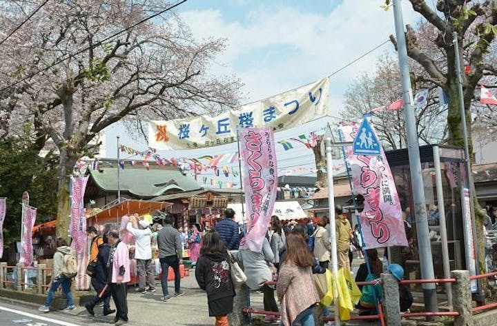 【2021年は開催中止】桜ヶ丘桜まつり