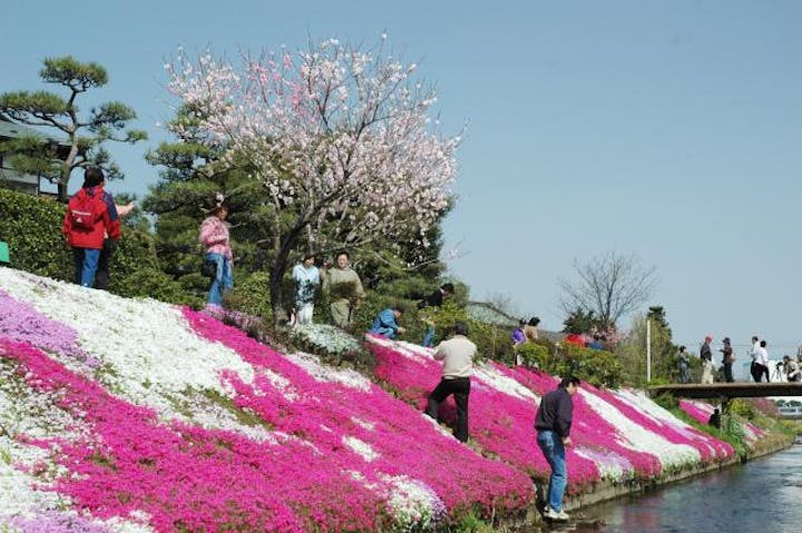 渋田川河畔芝桜