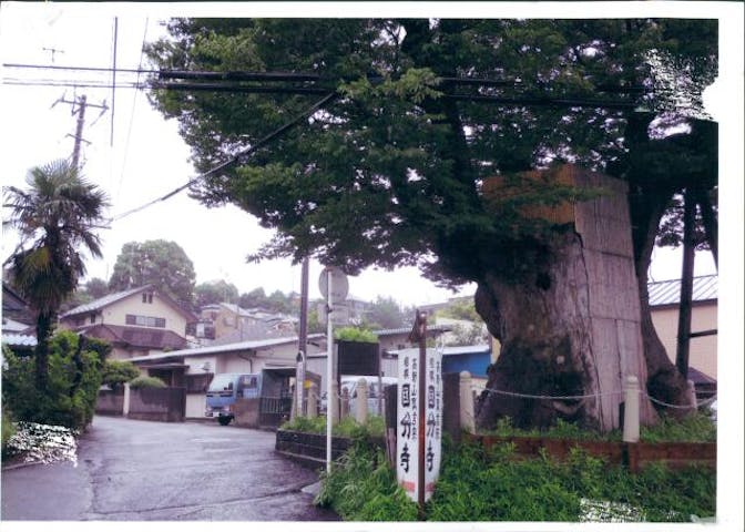 海老名の大ケヤキ