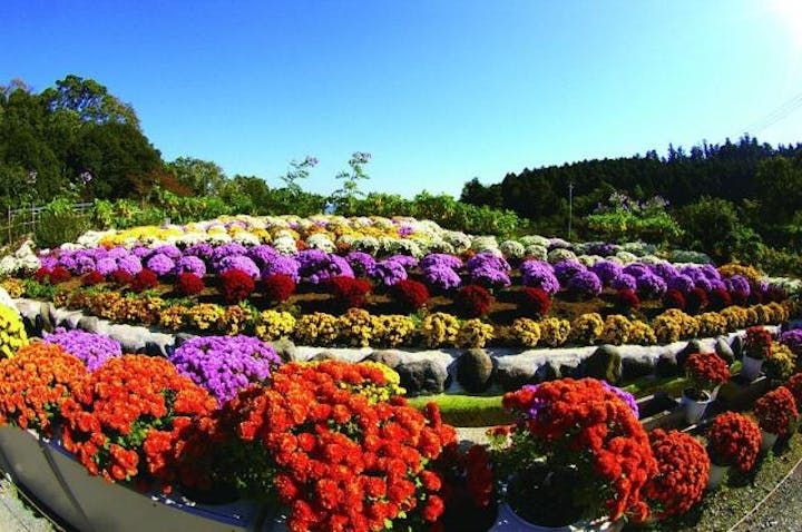 大雄町花咲く里山ざる菊まつり