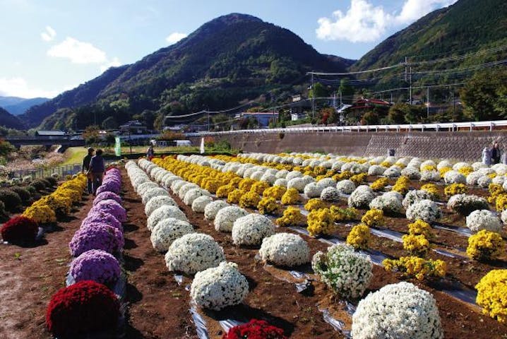 矢倉沢ざる菊まつり