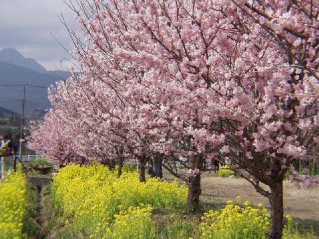 【開催中止】なばな春めき桜まつり