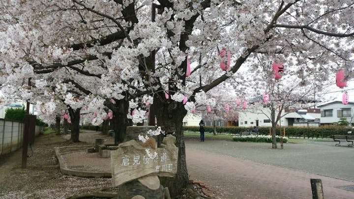 【2021年開催中止】倉見さくらまつり