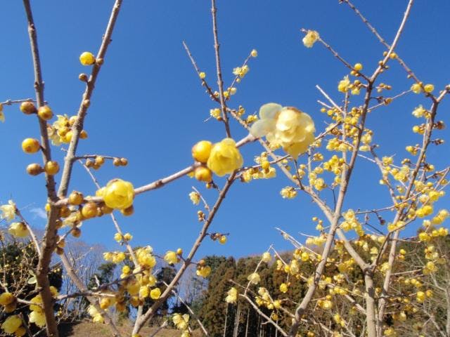 寄ロウバイまつり