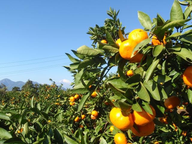 松田町のみかん狩り