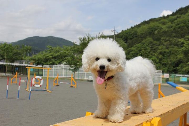 寄七つ星ドッグラン