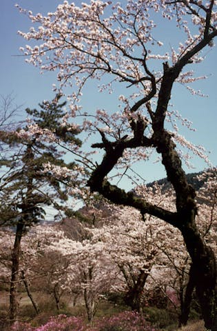 小涌谷の桜（蓬莱園）