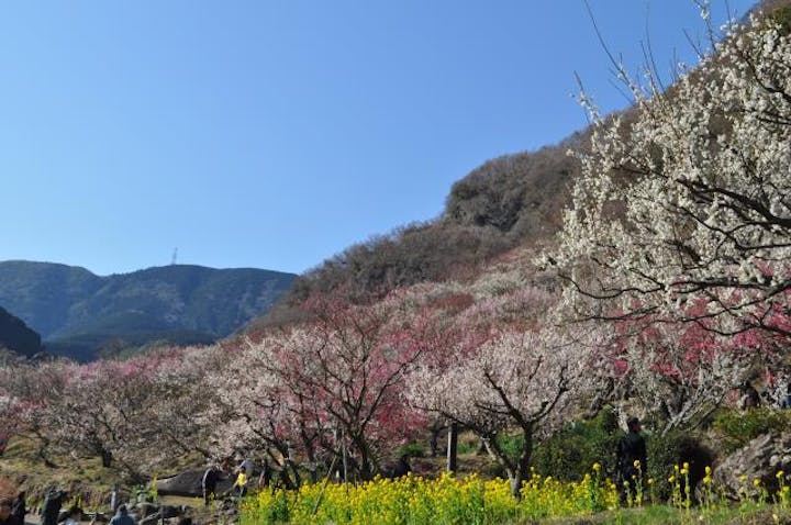 湯河原梅林 梅の宴