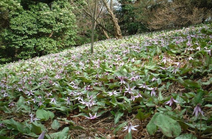 城山かたくりの里