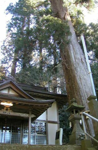 根小屋諏訪神社の杉