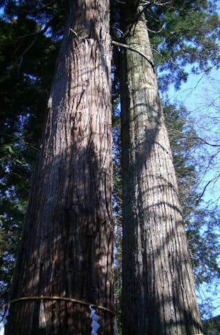 石楯尾神社の二本杉と社叢