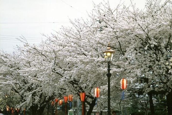 ガス灯のともる桜並木