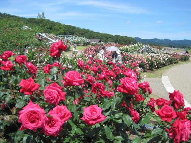 香りのばらまつり