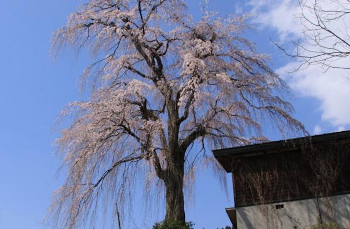 栗山沢しだれ桜見ごろ