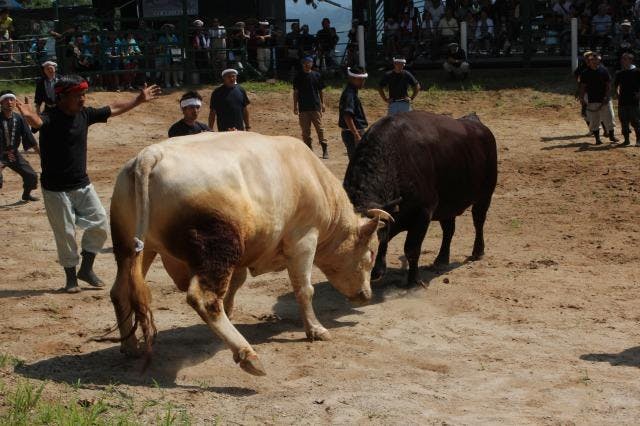 牛の角突き【アソビュー！】