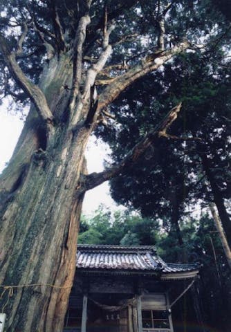 小俣白山神社姥杉