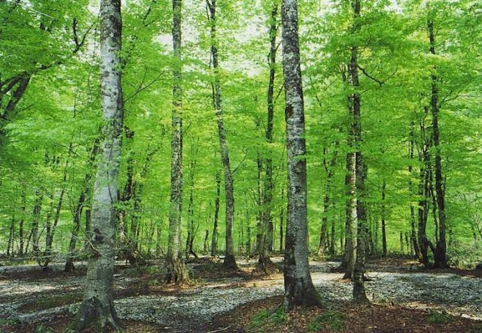 朝日スーパーライン沿線の原生林