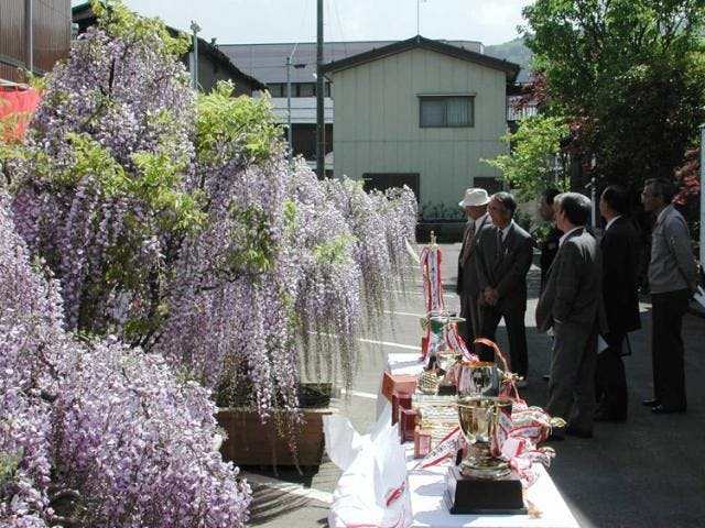 藤まつり（新潟県糸魚川市）