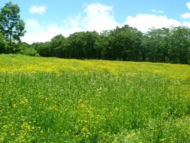 笹ヶ峰高原 アソビュー