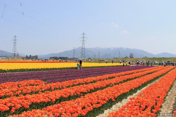 第34回五泉市チューリップまつり