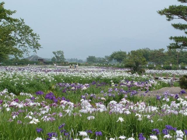瓢湖あやめ園