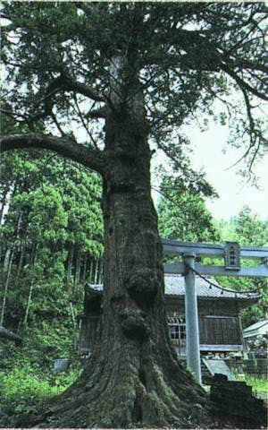 大椋神社の大カヤ