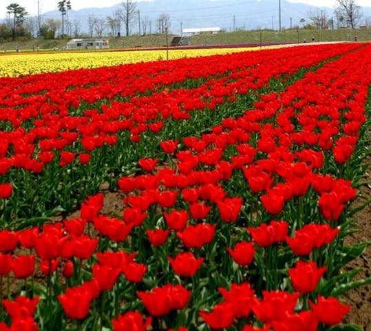 胎内市【チューリップの名所】