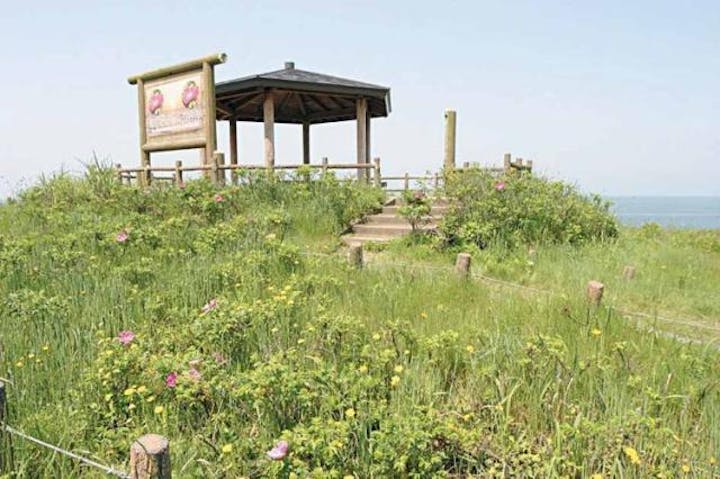 はまなすの丘（展望台）