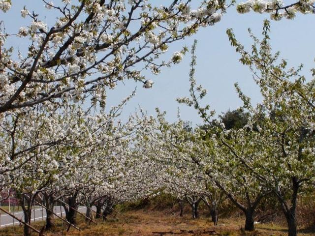 果樹の花（さくらんぼ、梨、桃）