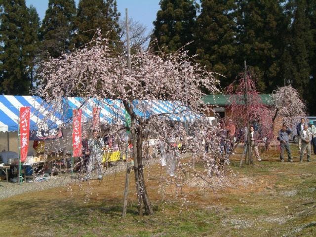 田上うめまつり