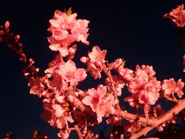 桃の花見フェスティバル アソビュー