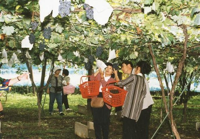 荒川峡ブドウ園
