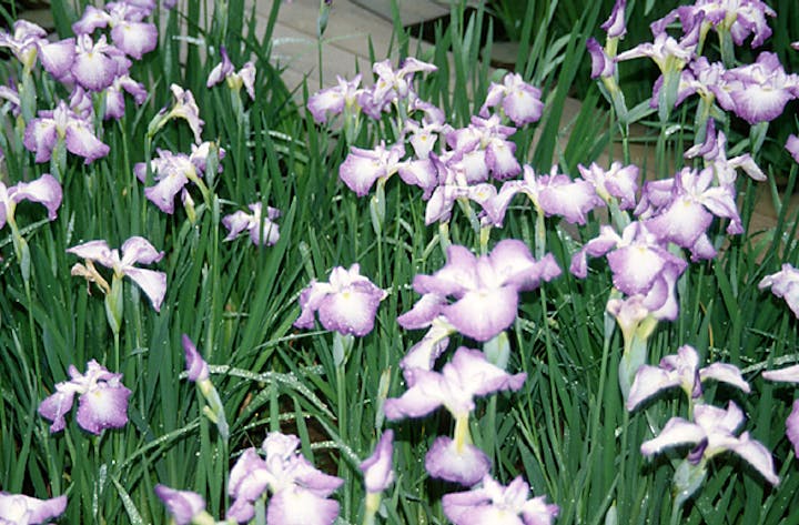 頼成の森花しょうぶ