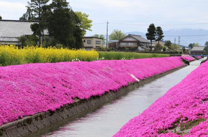 新屋敷芝桜まつり