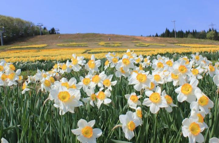 せんだん山水仙そば祭り